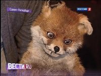 Создать мем Упоротый лис на рос тв