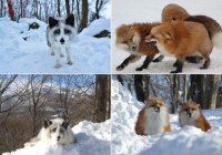 Создать мем Я Платина