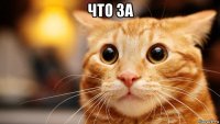 что за 