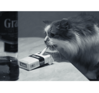 Создать мем Cat