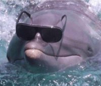 Создать мем Dolphin