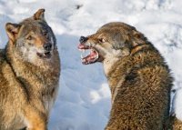 Создать мем Евр клиент