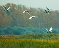 Создать мем Гусь свинье не товарищмы полетели