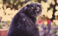 Создать мем Кот