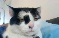 Создать мем Кот