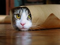 Создать мем Кот