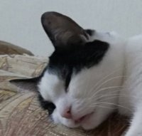 Создать мем Котэ