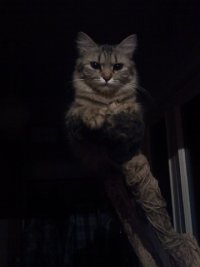 Создать мем Моя кошка Бася