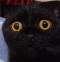 Создать мем OMG