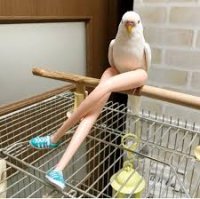 Создать мем Попугайчик с ногами