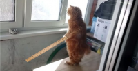 Создать мем Шд