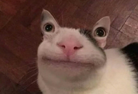 Создать мем ЫГЫГЫГЫГЫГЫГЫГ