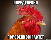 определенно поросенком растет