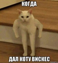 когда дал коту вискес