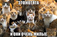это котята и они очень милые