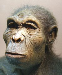 Создать мем Homo habilis