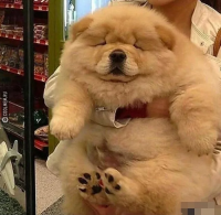 Создать мем Is doggo vv fat or a floofer
