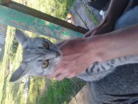 Создать мем Кото Вася