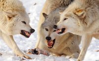 Создать мем Псины Междоусобный Грызня чтоб выжить