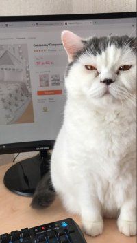 Создать мем Serious cat