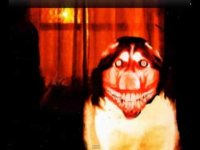 Создать мем Smiledog или же smilejpg или же smiledogjpg