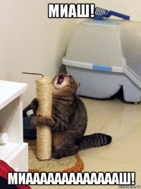 миаш! миаааааааааааааш!
