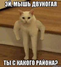 эй, мышь двуногая ты с какого района?