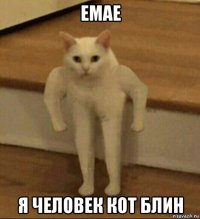 емае я человек кот блин