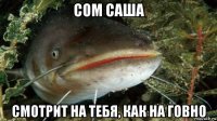 сом саша смотрит на тебя, как на говно