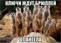 ключи ждут брюллей от ангела