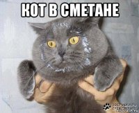 кот в сметане 