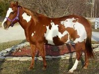 Создать мем FireHorse