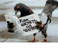 Создать мем ГОЛУБЬ