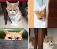 Создать мем Кот обида