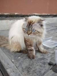 Создать мем Кот в шоке