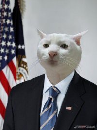 Создать мем Кот