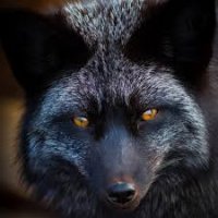 Создать мем Серебристо черная лиса