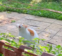 Создать мем Сырник