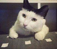 Создать мем В