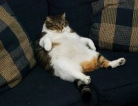 Создать мем Жирный кот