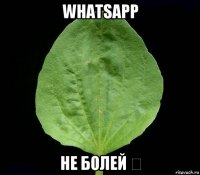 whatsapp не болей ❤