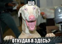 шо откудая я здесь?