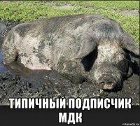  типичный подписчик мдк