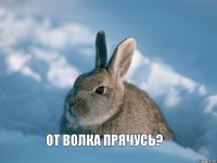 От волка прячусь?