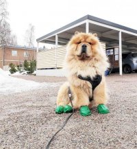 Создать мем Как король
