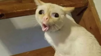 Создать мем Кашляющий кот