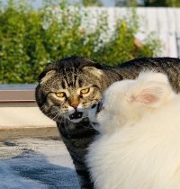 Создать мем Кот и пес
