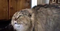 Создать мем Кот Маркиз
