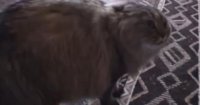 Создать мем Кот Маркиз