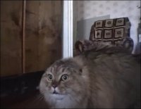Создать мем Nononononono cat